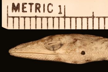 Media type: image;   Herpetology R-189885